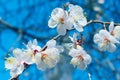 Blurry image of spring background. White flowers. Blooming tree, cropped shot. Spring concept.