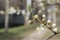 Blurry image of spring background. White flowers. Blooming tree, cropped shot. Spring concept.