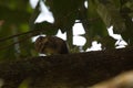 Blurry image of a tree squirrel