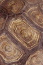 Blurry image Of Turtle`s Shell. Pattern Of Nature. Shot Of Giant Turtle Shell. Royalty Free Stock Photo