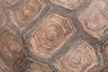 Blurry image Of Turtle`s Shell. Pattern Of Nature. Shot Of Giant Turtle Shell.