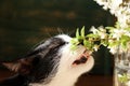 Blurry Image Of Tuxedo Cat And Flowers. Animals, Pets, Nature Concept. Cropped Shot Of A Cat Sniffing White Flowers.