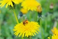 Blurry image of yellow dandelions, green grass and bee. Nature, landscapes concept. Abstract nature background. Royalty Free Stock Photo