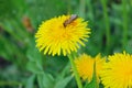 Blurry image of yellow dandelions, green grass and bee. Nature, landscapes concept. Abstract nature background. Royalty Free Stock Photo