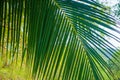 Blurry landscape shot through a large green palm leaf, selective focus in the foreground Royalty Free Stock Photo