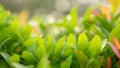 Blurry leaf background, Fresh green and red young leaves and small buds of Australian brush cherry plant in the garden Royalty Free Stock Photo