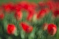 Blurry a Lot of red tulips. Abstract background. The concept of landscape design in the spring, landscaping, finishing manor Royalty Free Stock Photo