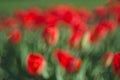 Blurry a Lot of red tulips. Abstract background. The concept of landscape design in the spring, landscaping, finishing manor Royalty Free Stock Photo