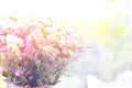 Blurry many flowers colorful on sunset Royalty Free Stock Photo