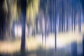 Blurry mysterious trees in the woods Royalty Free Stock Photo