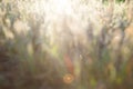 Blurry natural background. Blurred image of meadow grass with bokeh. Spring or summer background Royalty Free Stock Photo