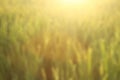 Blurry nature abstract background of field of wheat. Copy space for text or design. Royalty Free Stock Photo