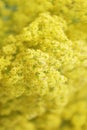 Blurry nature background. Blurrred shot of yellow flowers. Nature background. Royalty Free Stock Photo