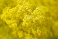 Blurry nature background. Blurrred shot of yellow flowers. Nature background. Royalty Free Stock Photo