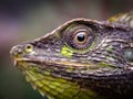 blurry and out of focus wild chameleon's head (londok) Royalty Free Stock Photo