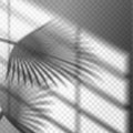 Blurry palm branch window reflection or shadow Royalty Free Stock Photo