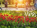 Blurry people walking behind beautiful red and white tulips in in Kyiv National Botanical Garden