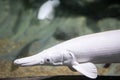 Blurry photo of an Albino Aligator Gar in a Clear Aquarium. White Aligator Gar Royalty Free Stock Photo