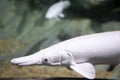 Blurry photo of an Albino Aligator Gar in a Clear Aquarium. White Aligator Gar Royalty Free Stock Photo