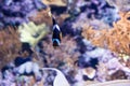 Blurry photo of Amphiprion clarkii, known commonly as Clark`s anemonefish and yellowtail clownfish in a sea aquarium