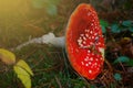 Blurry photo. Close-up on a beautiful fly agaric