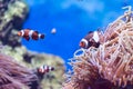 Blurry photo of a clownfish or anemonefish and corals for background image Royalty Free Stock Photo