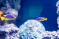 Blurry photo of different sat water fishes in a sea aquarium