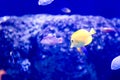 Blurry photo of different sat water fishes in a sea aquarium