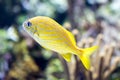 Blurry photo of French grunt Haemulon flavolineatum fish in a sea aquarium Royalty Free Stock Photo