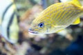 Blurry photo of French grunt Haemulon flavolineatum fish in a sea aquarium Royalty Free Stock Photo