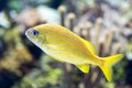 Blurry photo of French grunt Haemulon flavolineatum fish in a sea aquarium Royalty Free Stock Photo