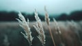 Blurry Photo Grass Blowing The Wind Royalty Free Stock Photo