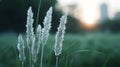 Blurry Photo Grass Blowing The Wind Royalty Free Stock Photo