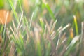 Blurry photo of green grass close-up, macro shot