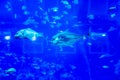 Blurry photo of a large blue sea aquarium with different fishes Royalty Free Stock Photo
