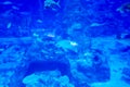 Blurry photo of a large blue sea aquarium with different fishes Royalty Free Stock Photo