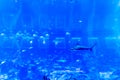Blurry photo of a large blue sea aquarium with different fishes