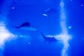 Blurry photo of a large blue sea aquarium with different fishes like manta rays sharks, eagle rays Royalty Free Stock Photo