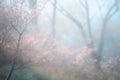 a blurry photo of pink flowers in a forest with trees in the foreground and a blue sky in the background, with a soft, foggy Royalty Free Stock Photo