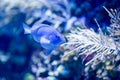 Blurry photo of a pregnant blue fish with coral reef in a sea aquarium