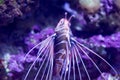 Blurry photo of Spotfin lionfish antennata lionfish in a sea aquarium