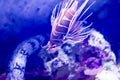 Blurry photo of Spotfin lionfish antennata lionfish in a sea aquarium