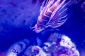 Blurry photo of Spotfin lionfish antennata lionfish in a sea aquarium