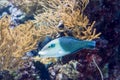 Blurry photo of a Thicklip Wrasse.Hemigymnus melapterus in a sea aquarium