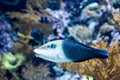 Blurry photo of a Thicklip Wrasse.Hemigymnus melapterus in a sea aquarium