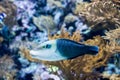 Blurry photo of a Thicklip Wrasse.Hemigymnus melapterus in a sea aquarium