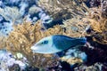 Blurry photo of a Thicklip Wrasse.Hemigymnus melapterus in a sea aquarium