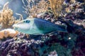 Blurry photo of a Thicklip Wrasse.Hemigymnus melapterus in a sea aquarium