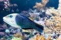 Blurry photo of a Thicklip Wrasse.Hemigymnus melapterus in a sea aquarium