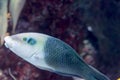 Blurry photo of a Thicklip Wrasse.Hemigymnus melapterus in a sea aquarium